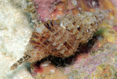 Sinetectula egregia