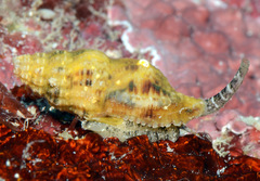 Sinetectula egregia
