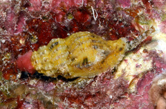 Sinetectula egregia