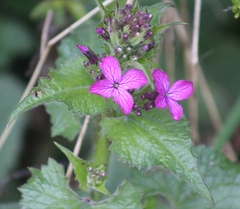Lunaria annua