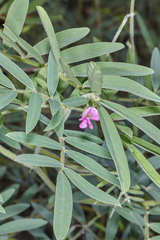 Tephrosia vicioides