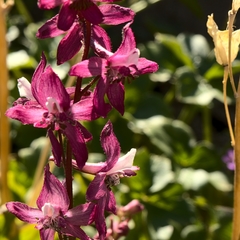 Delphinium purpusii