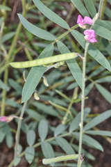 Tephrosia vicioides