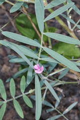 Tephrosia vicioides