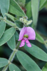 Tephrosia vicioides