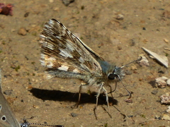 Pyrgus onopordi