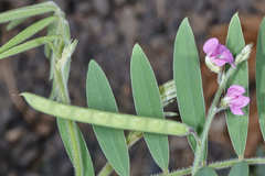 Tephrosia vicioides