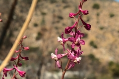 Delphinium purpusii