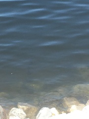 Micropterus floridanus