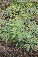 Tephrosia vicioides