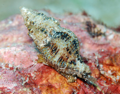 Sinetectula egregia