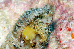 Sinetectula egregia