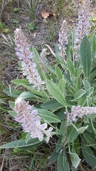 Lupinus villosus