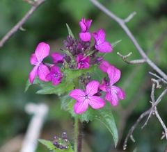 Lunaria annua