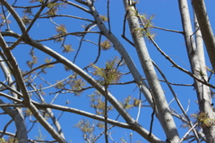 Fraxinus pennsylvanica