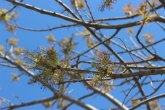 Fraxinus pennsylvanica
