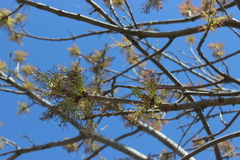 Fraxinus pennsylvanica
