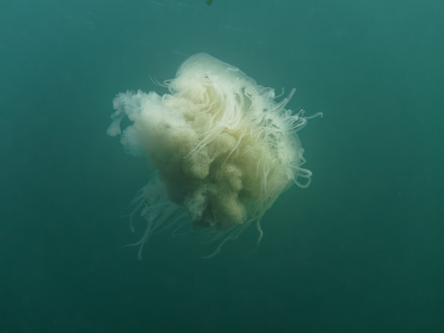 Egg-yolk Jelly, The Bowl of Edmonds, Edmonds, WA 98020, USA, photo 10 of 10