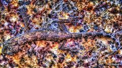 Hemidactylus mabouia