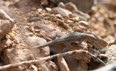 Uta stansburiana