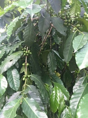 Coffea
