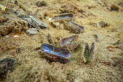 Zelithophaga truncata