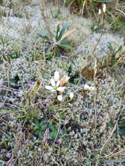 Gentianella bellidifolia
