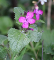 Lunaria annua