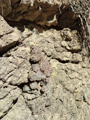 Sempervivum pittonii