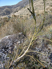 Carmichaelia crassicaulis