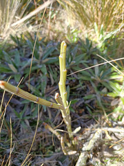 Carmichaelia crassicaulis