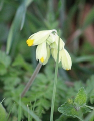 Primula veris
