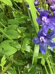Delphinium trolliifolium
