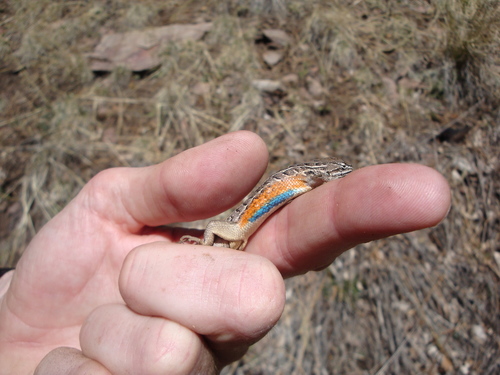 Slevin's Bunchgrass Lizard