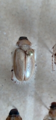 Phobetus mojavus