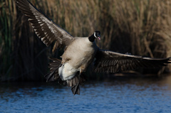 Branta canadensis