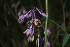 Calanthe alpina