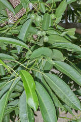 Sapium macrocarpum
