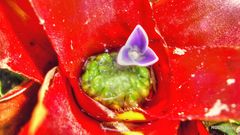 Neoregelia