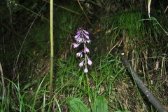 Calanthe alpina