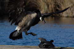Branta canadensis