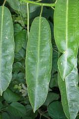 Sapium macrocarpum