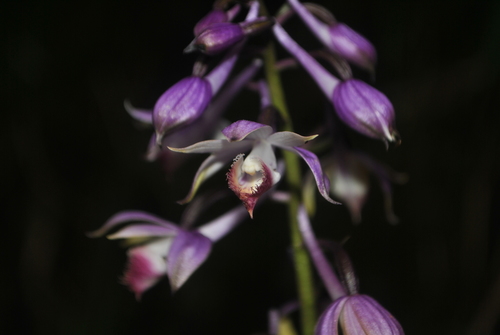 Calanthe alpina