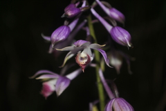 Calanthe alpina