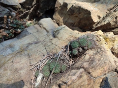 Sempervivum pittonii