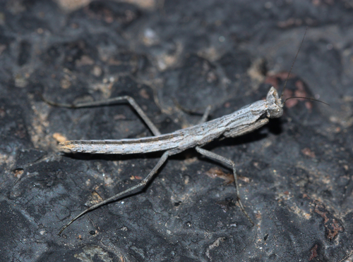 Obscure Ground Mantis photo 5