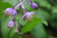 Calanthe alpina