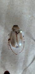 Phobetus mojavus