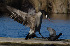 Branta canadensis