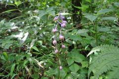 Calanthe alpina